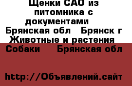 Щенки САО из питомника с документами . - Брянская обл., Брянск г. Животные и растения » Собаки   . Брянская обл.